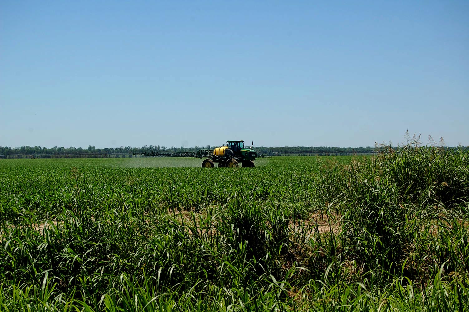 Spraying a corn fiield